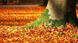 strom fall-foliage-1913485 1280